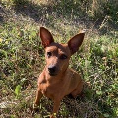 Подробнее об объявлении «Елизово (Камчатская обл.) Пропала собака» Фото: пропала собака Цвергпинчер (Карликовый пинчер) «Елизово (Камчатская обл.) Пропала собака» в г. Елизово (Камчатская обл.)