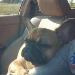 Подробнее об объявлении «Алчевск Пропала собака кобель французский бульдог» Фото: пропала собака Французский бульдог «Алчевск Пропала собака кобель французский бульдог» в г. Алчевск