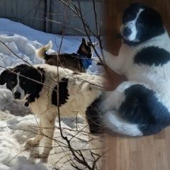 Подробнее об объявлении «Москва Пропала собака» Фото: пропала собака  «Москва Пропала собака» в г. Москва