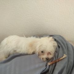 Подробнее об объявлении «Ташкент Пропала собака кобель жк гринвич» Фото: пропала собака  «Ташкент Пропала собака кобель жк гринвич» в г. Ташкент