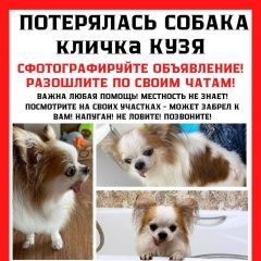 Подробнее об объявлении «Пропала собака кобель чихуахуа, ульянино Раменское» Фото: пропала собака Чихуахуа «Пропала собака кобель чихуахуа, ульянино Раменское» в г. Раменское
