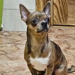 Подробнее об объявлении «Москва Пропала собака кобель поиск продолжается» Фото: пропала собака Чихуахуа «Москва Пропала собака кобель поиск продолжается» в г. Москва