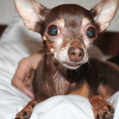 Подробнее об объявлении «Горячий Ключ Пропала собака» Фото: пропала собака Русский той-терьер «Горячий Ключ Пропала собака» в г. Горячий Ключ