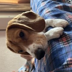 Подробнее об объявлении «Пропала собака бигль Ноябрьск» Фото: пропала собака Бигль «Пропала собака бигль Ноябрьск» в г. Ноябрьск