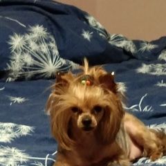 Подробнее об объявлении «Алчевск Пропала собака район старого дэпо.» Фото: пропала собака Йоркширский терьер «Алчевск Пропала собака район старого дэпо.» в г. Алчевск