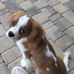 Подробнее об объявлении «Анапа Пропала собака кобель пес по кличке ричи» Фото: пропала собака  «Анапа Пропала собака кобель пес по кличке ричи» в г. Анапа