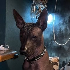 Подробнее об объявлении «Краснодар Пропала собака кобель» Фото: пропала собака  «Краснодар Пропала собака кобель» в г. Краснодар