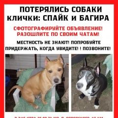 Подробнее об объявлении «Пропала собака кобель Электроугли» Фото: пропала собака Стаффордширский бультерьер «Пропала собака кобель Электроугли» в г. Электроугли