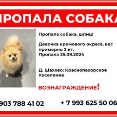 Подробнее об объявлении «Троицк Пропала собака, шпиц» Фото: пропала собака Померанский шпиц «Троицк Пропала собака, шпиц» в г. Троицк