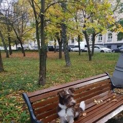 Подробнее об объявлении «Москва Пропала собака просим помочь в поисках и предоставить и» Фото: пропала собака  «Москва Пропала собака просим помочь в поисках и...» в г. Москва