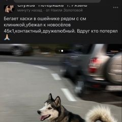 Подробнее об объявлении «Рязань Пропала собака кобель на шее ошейник» Фото: пропала собака Сибирская хаски «Рязань Пропала собака кобель на шее ошейник» в г. Рязань