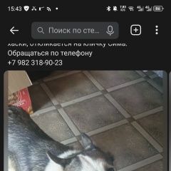 Подробнее об объявлении «Кыштым Пропала собака» Фото: пропала собака  «Кыштым Пропала собака» в г. Кыштым