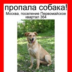 Подробнее об объявлении «Москва Пропала собака кобель» Фото: пропала собака  «Москва Пропала собака кобель» в г. Москва