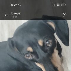 Подробнее об объявлении «Новосибирск Пропала собака кобель такса, чёрная» Фото: пропала собака Такса «Новосибирск Пропала собака кобель такса, чёрная» в г. Новосибирск