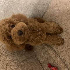 Подробнее об объявлении «Москва Пропала собака той-пудель» Фото: пропала собака Пудель «Москва Пропала собака той-пудель» в г. Москва