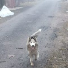 Подробнее об объявлении «Можайск Пропала собака кобель хаски светлая мордочка» Фото: пропала собака Сибирская хаски «Можайск Пропала собака кобель хаски светлая...» в г. Можайск