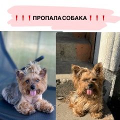 Подробнее об объявлении «Липецк Пропала собака» Фото: пропала собака Йоркширский терьер «Липецк Пропала собака» в г. Липецк