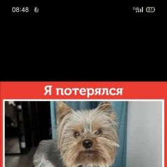 Подробнее об объявлении «Пропала собака кобель Омск» Фото: пропала собака Йоркширский терьер «Пропала собака кобель Омск» в г. Омск