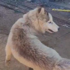 Подробнее об объявлении «Можайск Пропала собака кобель хаски» Фото: пропала собака Сибирская хаски «Можайск Пропала собака кобель хаски» в г. Можайск