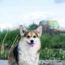 Подробнее об объявлении «Кобринское Пропала собака мая прибытково потеряшка корги» Фото: пропала собака Вельш корги «Кобринское Пропала собака мая прибытково...» в г. Кобринское