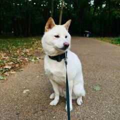 Подробнее об объявлении «Москва Пропала собака кобель белая собака» Фото: пропала собака  «Москва Пропала собака кобель белая собака» в г. Москва