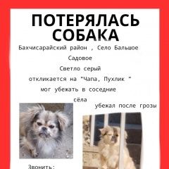 Подробнее об объявлении «Бахчисарай Пропала собака кобель, сбежал после грозы» Фото: пропала собака Пекинес «Бахчисарай Пропала собака кобель, сбежал после...» в г. Бахчисарай