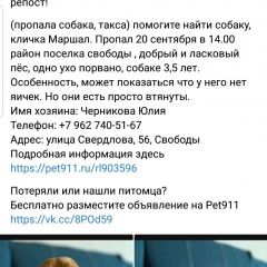 Подробнее об объявлении «Пропала собака кобель помогите найти любимку Пятигорск» Фото: пропала собака Такса «Пропала собака кобель помогите найти любимку...» в г. Пятигорск