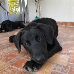 Подробнее об объявлении «Москва Пропала собака дмитрий» Фото: пропала собака Лабрадор ретривер «Москва Пропала собака дмитрий» в г. Москва