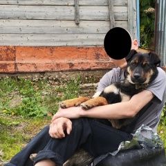 Подробнее об объявлении «Пропала собака кобель Вольск» Фото: пропала собака  «Пропала собака кобель Вольск» в г. Вольск