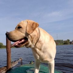 Подробнее об объявлении «Волхов Пропала собака кобель» Фото: пропала собака Лабрадор ретривер «Волхов Пропала собака кобель» в г. Волхов