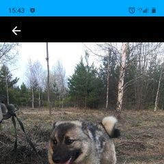 Подробнее об объявлении «Губаха Пропала собака лайка девочка» Фото: пропала собака Норвежская лесная «Губаха Пропала собака лайка девочка» в г. Губаха