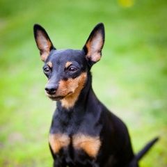 Подробнее об объявлении «Пропала собака мини-деберман Воронеж» Фото: пропала собака Цвергпинчер (Карликовый пинчер) «Пропала собака мини-деберман Воронеж» в г. Воронеж