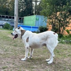 Подробнее об объявлении «Софрино Пропала собака кобель пес по кличке оливер» Фото: пропала собака  «Софрино Пропала собака кобель пес по кличке оливер» в г. Софрино