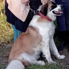 Подробнее об объявлении «Сосновское Пропала собака про» Фото: пропала собака Московская сторожевая «Сосновское Пропала собака про» в г. Сосновское