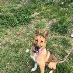 Подробнее об объявлении «Асбест Пропала собака кобель» Фото: пропала собака  «Асбест Пропала собака кобель» в г. Асбест