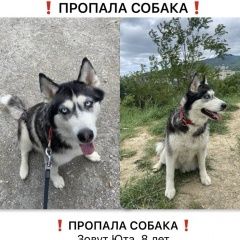 Подробнее об объявлении «Севастополь Пропала собака. г, п. кача ( хаски )» Фото: пропала собака Сибирская хаски «Севастополь Пропала собака. г, п. кача ( хаски )» в г. Севастополь