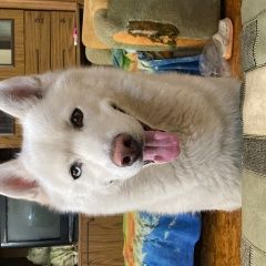 Подробнее об объявлении «Губкин Пропала собака кобель» Фото: пропала собака Сибирская хаски «Губкин Пропала собака кобель» в г. Губкин