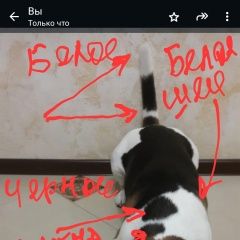 Подробнее об объявлении «Глазов Пропала собака кобель породы бигль» Фото: пропала собака Бигль «Глазов Пропала собака кобель породы бигль» в г. Глазов