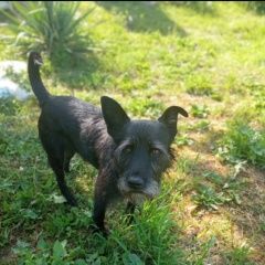 Подробнее об объявлении «Пропала собака кобель помогите пожалуйста найти Аксай (Ростовская обл.)» Фото: пропала собака  «Пропала собака кобель помогите пожалуйста найти...» в г. Аксай (Ростовская обл.)