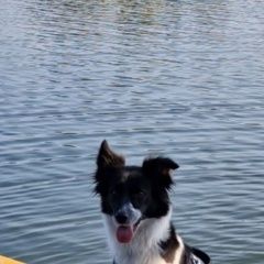 Подробнее об объявлении «Казань Пропала собака, груня» Фото: пропала собака  «Казань Пропала собака, груня» в г. Казань