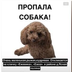 Подробнее об объявлении «Пропала собака срочно ежевика Вязьма» Фото: пропала собака Мальтийская болонка «Пропала собака срочно ежевика Вязьма» в г. Вязьма