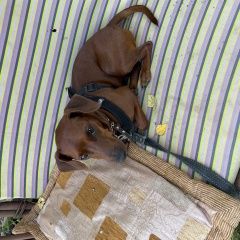 Подробнее об объявлении «Москва Пропала собака кобель по кличке торник» Фото: пропала собака Цвергпинчер (Карликовый пинчер) «Москва Пропала собака кобель по кличке торник» в г. Москва