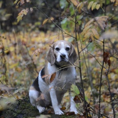 ���� ������� ������ ����� ������� ��������