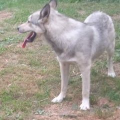 Подробнее об объявлении «Могилев Пропала собака кобель друг в быховском направлении» Фото: пропала собака  «Могилев Пропала собака кобель друг в быховском...» в г. Могилев