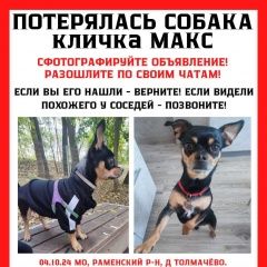 Подробнее об объявлении «Бронницы Пропала собака кобель» Фото: пропала собака Чихуахуа «Бронницы Пропала собака кобель» в г. Бронницы