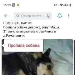 Подробнее об объявлении «Пропала собака Гомель» Фото: пропала собака  «Пропала собака Гомель» в г. Гомель