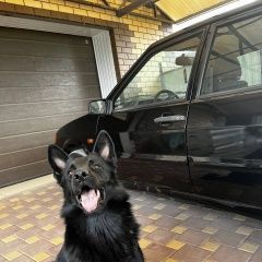 Подробнее об объявлении «Волгоград Пропала собака» Фото: пропала собака Немецкая овчарка «Волгоград Пропала собака» в г. Волгоград