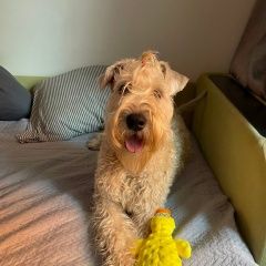 Подробнее об объявлении «Москва Пропала собака кобель помогите любая информация, вдруг видели» Фото: пропала собака Ирландский терьер «Москва Пропала собака кобель помогите любая...» в г. Москва