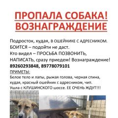Подробнее об объявлении «Лобня Пропала собака» Фото: пропала собака  «Лобня Пропала собака» в г. Лобня