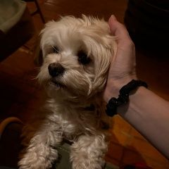 Подробнее об объявлении «Симферополь Пропала собака кобель» Фото: пропала собака Мальтийская болонка «Симферополь Пропала собака кобель» в г. Симферополь